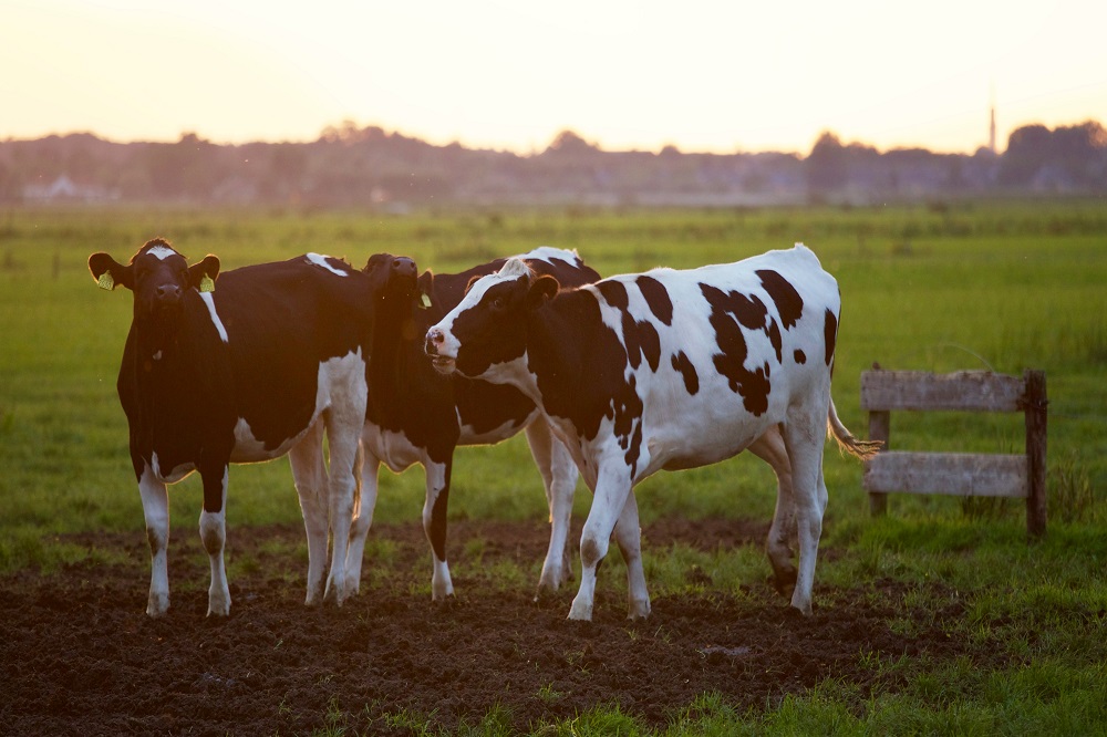 Nieuw bestuurslid Melkveehouderij: Harm Albring