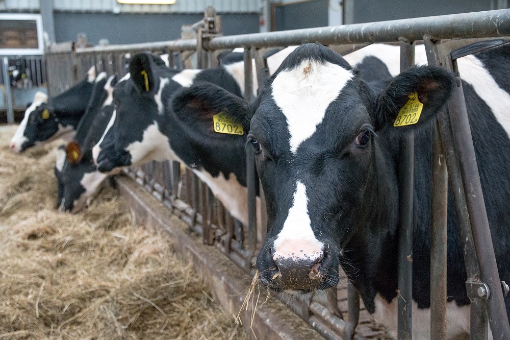 Het Ketose Risico Overzicht: identificeer en voorkom op het juiste moment