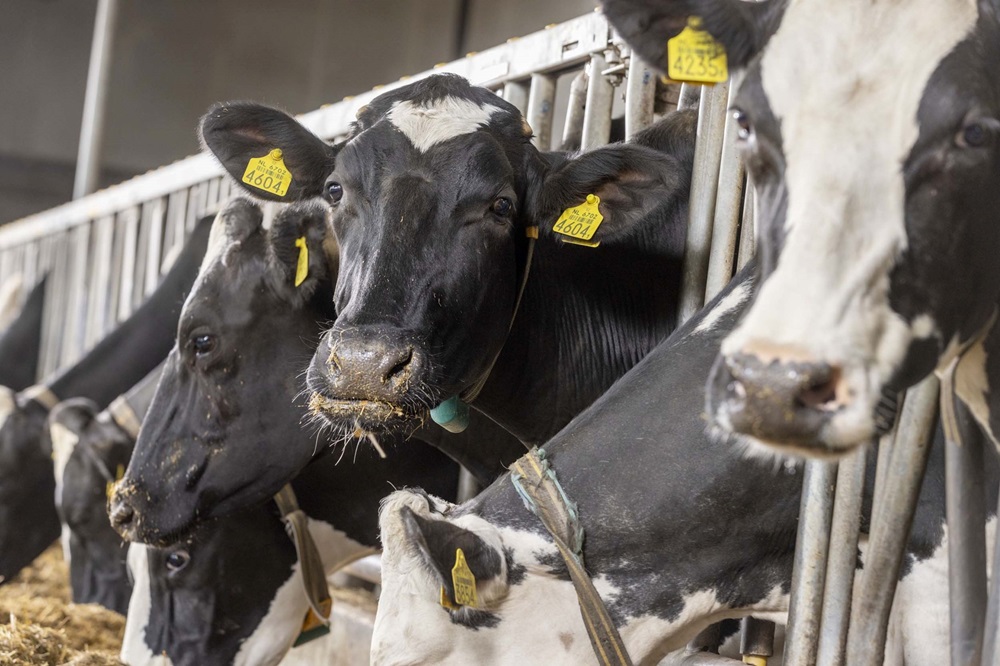 Overleven van Streptococcus uberis in veel gebruikte beddingmaterialen