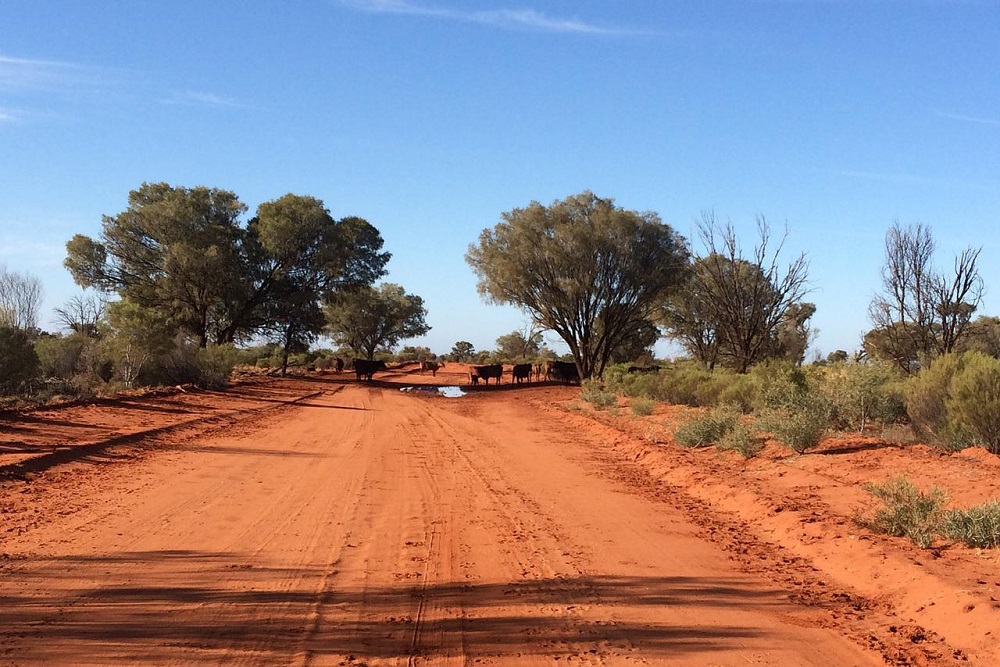 Australië bereikt laagste zuivelproductie in dertig jaar