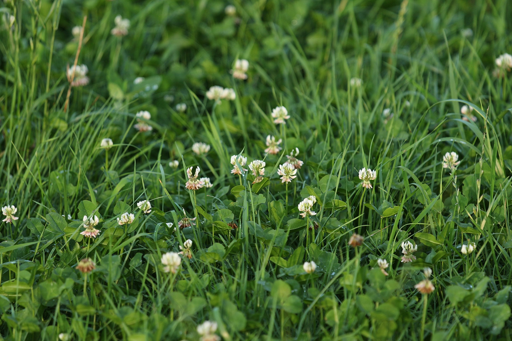 Mogelijkheden en uitdagingen voor kruidenrijke graslanden op kleigronden