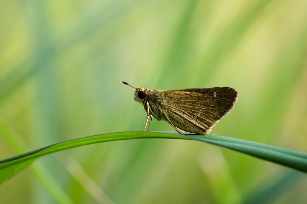Aantal vlinders op boerenland bekendgemaakt aan BIMAG-boeren