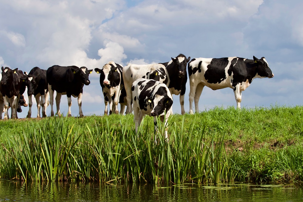 Stapsgewijs van gangbaar naar biologisch