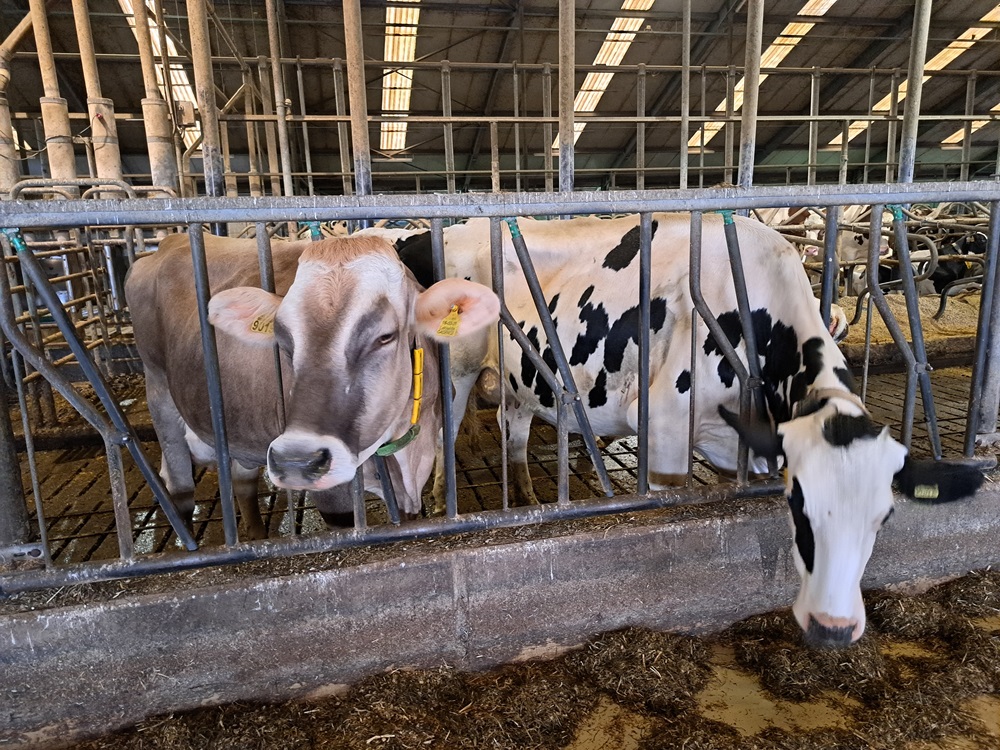 De Brown Swiss-koeien passen qua grootte mooi tussen de Holsteins van Van Vliet.