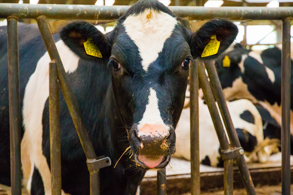 De zomer is voorbij, toch nog veel last van (klinische) mastitis?