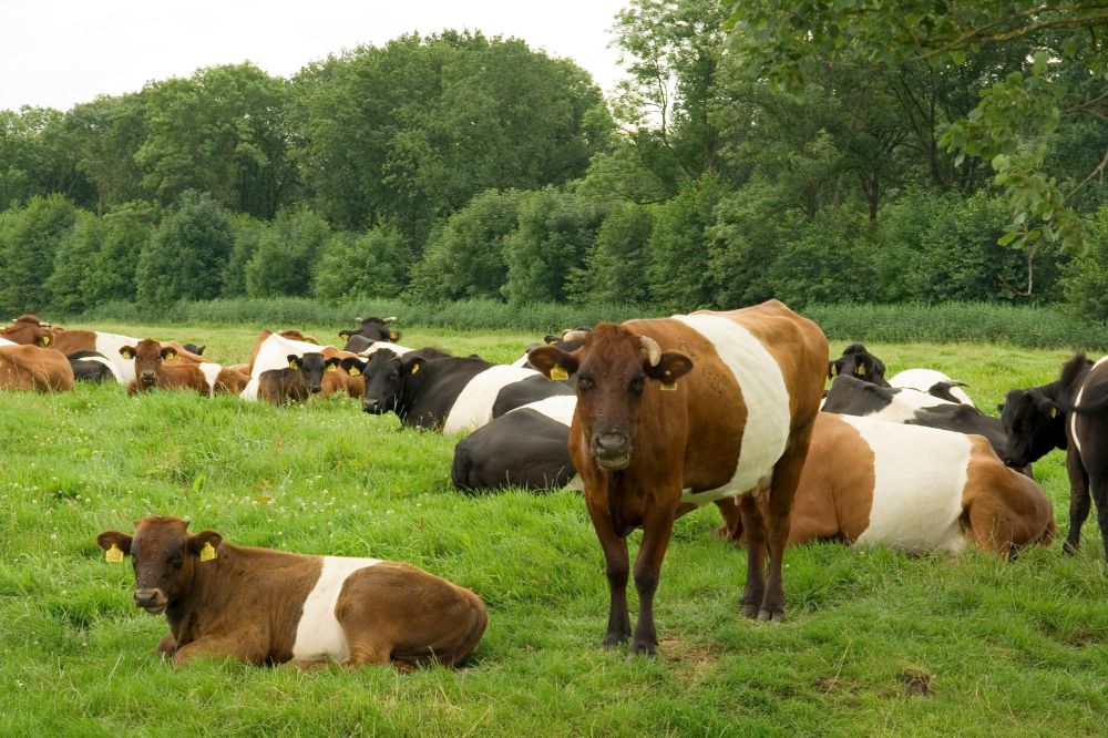 Balanceren tussen genetische voortuitgang en diversiteit, hoe doe je dat goed?