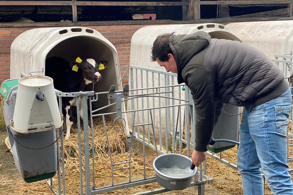 Vitalere kalveren door melkpoeder met een hoger vetpercentage