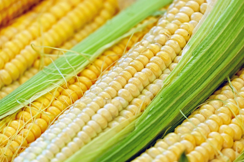 Wat is de juiste rassenkeuze voor mais in 2024?