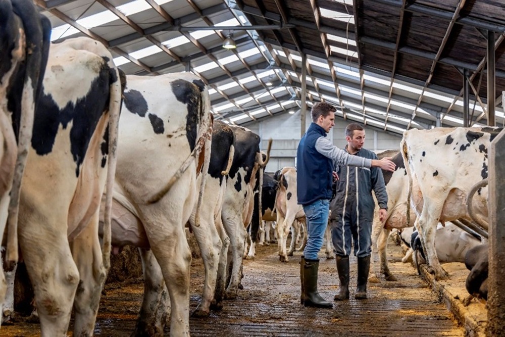 De effectieve aanpak bij een hoog celgetal en uierontsteking door S. aureus