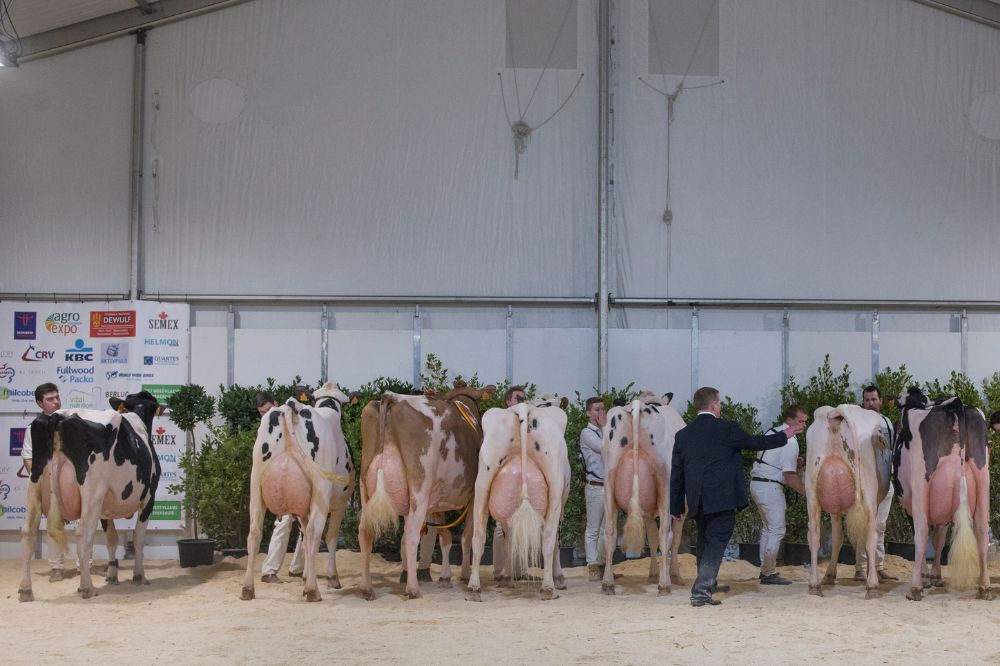Agro-Expo annuleert Koeparade door West-Vlaamse IBR-uitbraak
