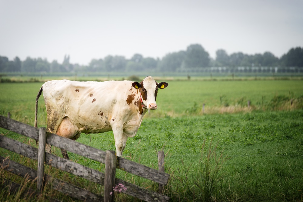 Welke Gezondheidsscore heeft uw koe?