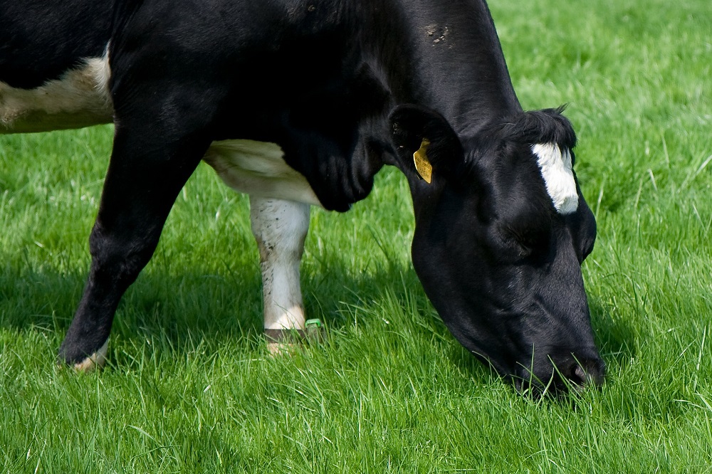 Graslandbeheer voor minder methaan en ammoniak