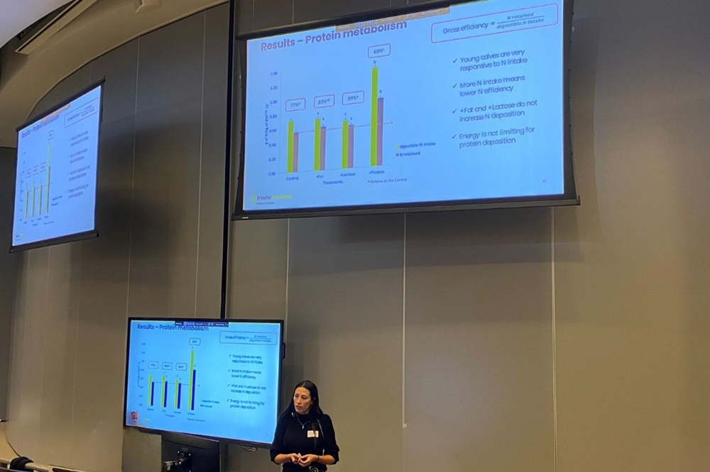 Onderzoek: extra eiwit voor kalveren vaak niet efficiënt