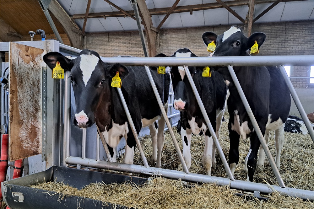 “Op de longen van een kalf moet je heel zuinig zijn”