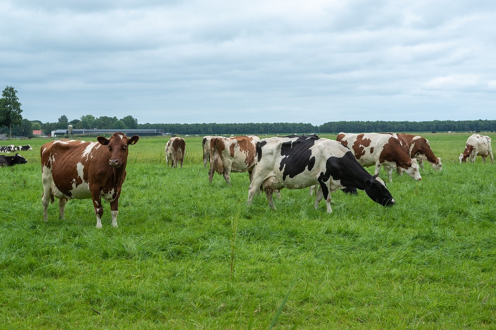 Weidegang: kan dat nog wel met de afbouw van derogatie?