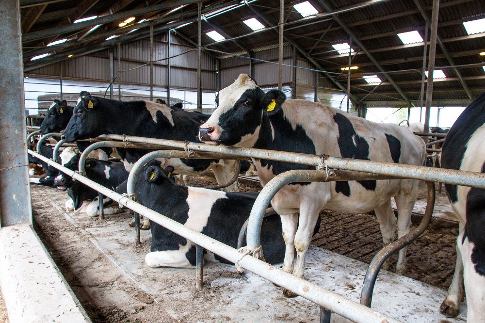 Veerkracht van dieren is te voorspellen en te beïnvloeden