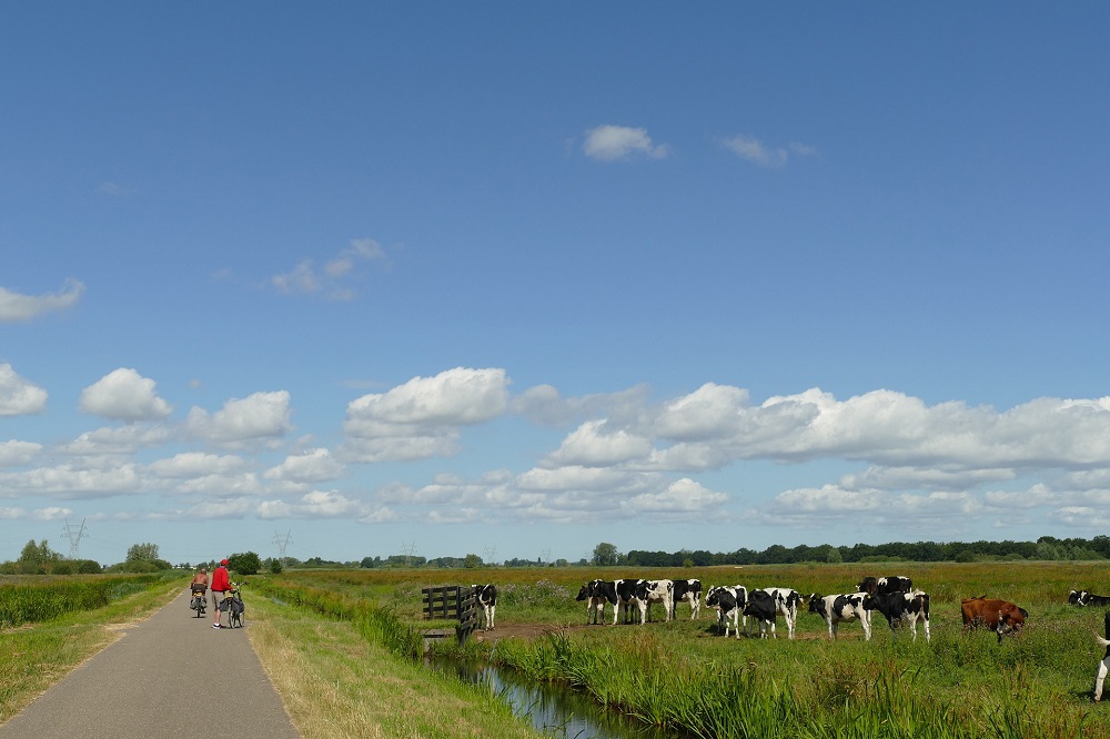 VEM in gras is tot de langste dag heel hoog en voorspelbaar