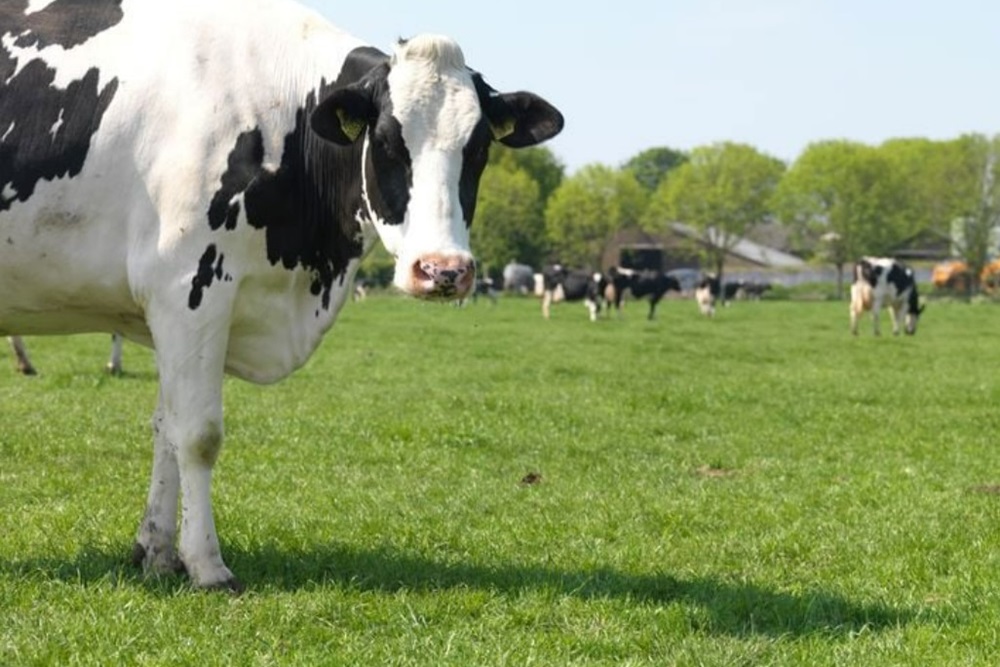 Wat moet je weten om klauwproblemen te voorkomen