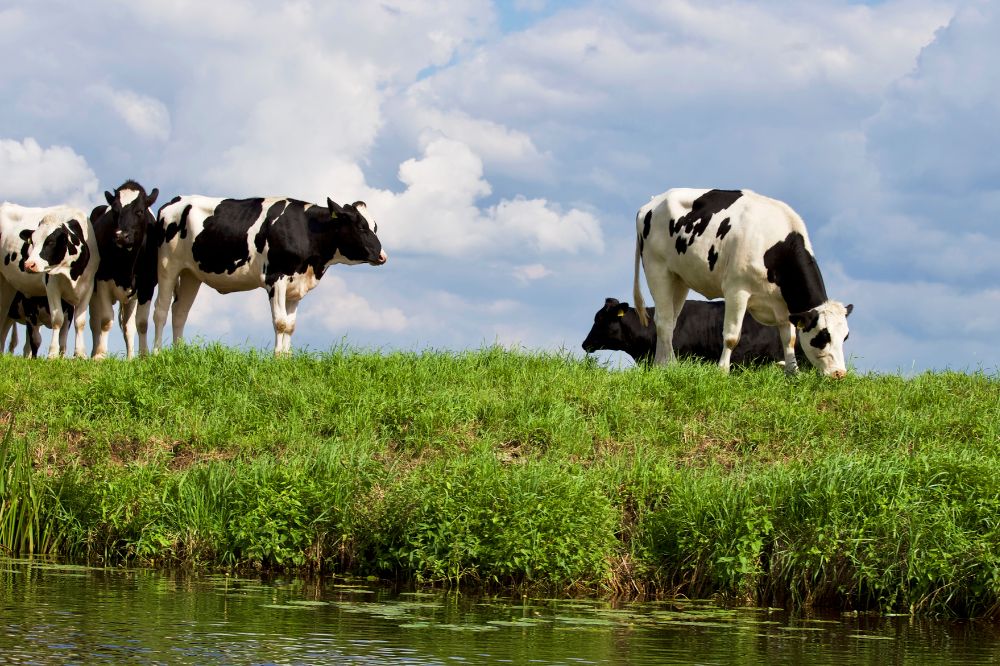 Nieuwe regels maken samenwerking akkerbouwer melkveehouder aantrekkelijker