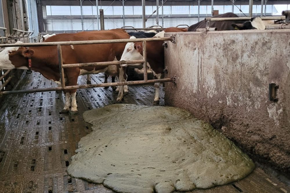 Schuimvorming in de mestkelder aanpakken met organisch product