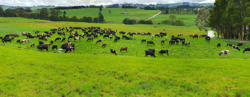 De koeien in Tasmanië lopen 365 dagen per jaar buiten.