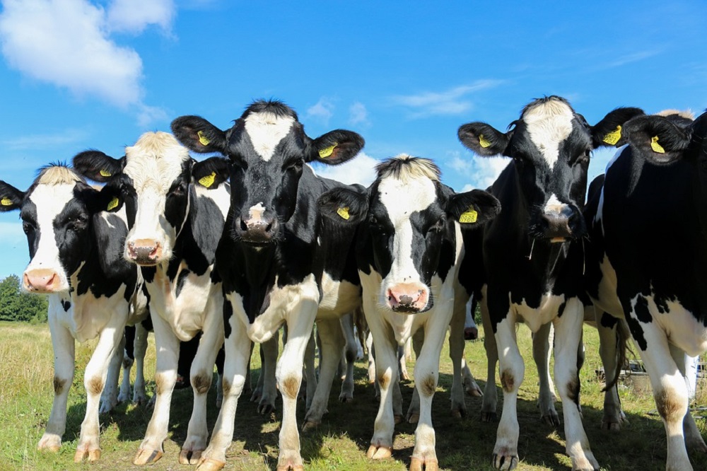 Melkveehouderij toont ‘opmerkelijke veerkracht’