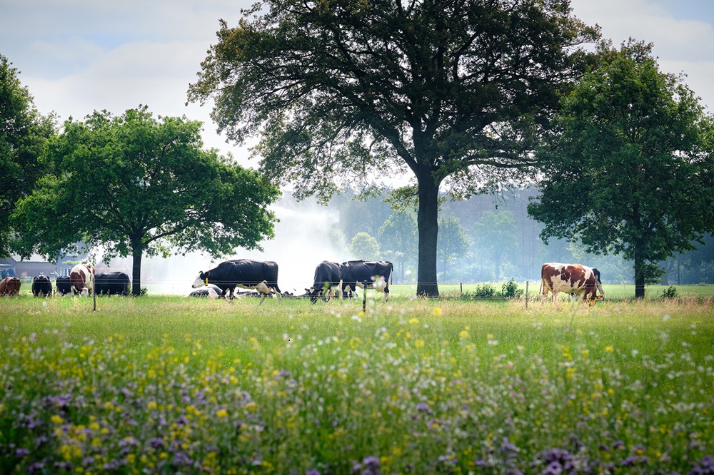 Webinars met experts en melkveehouders over klimaatbestendigheid