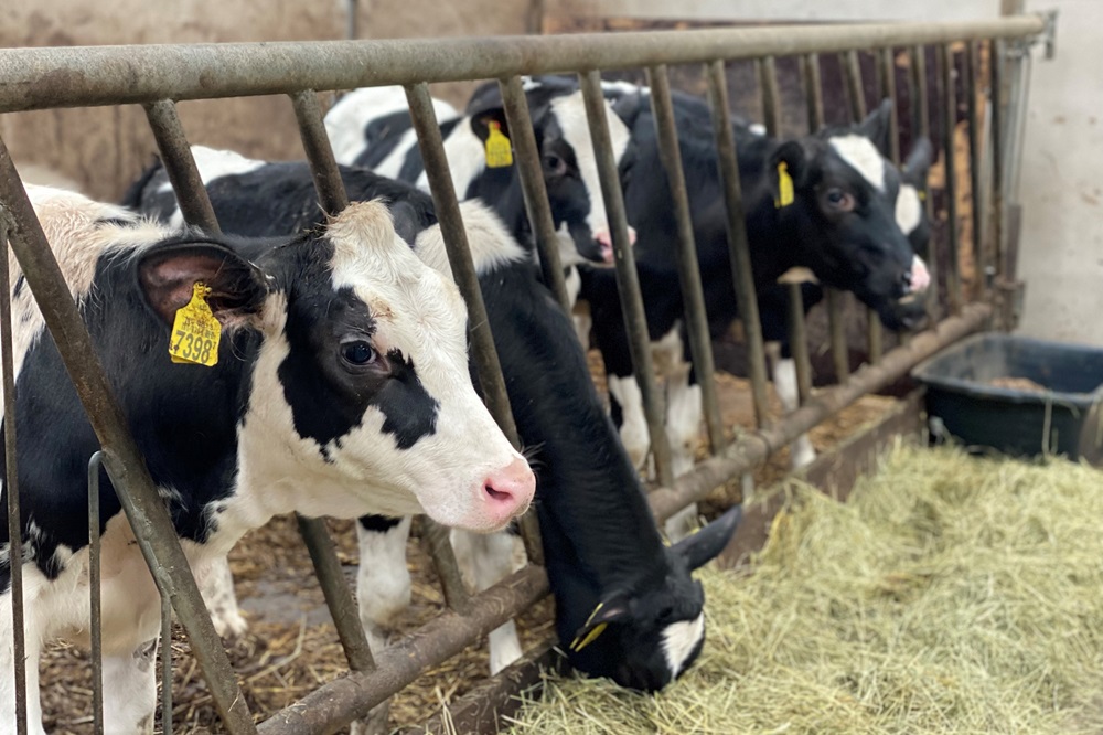 5 vragen over dierwaardige veehouderij
