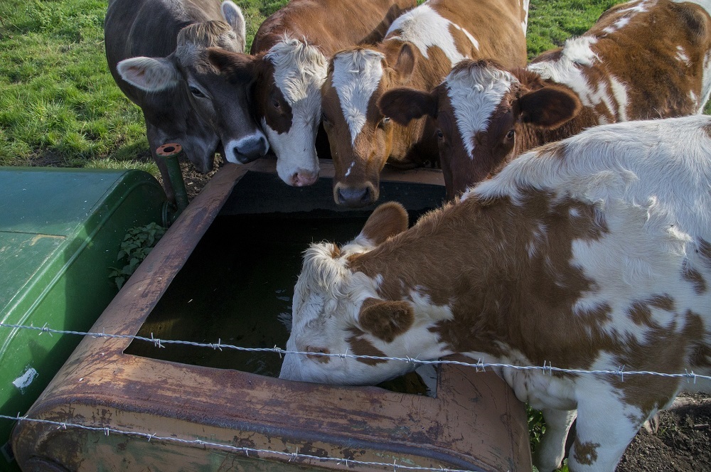 Is de watervoorziening in de wei in orde?