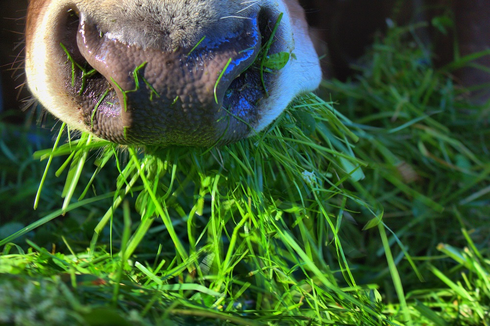 Koe en Eiwit-deelnemers aan de slag met vers gras analyses