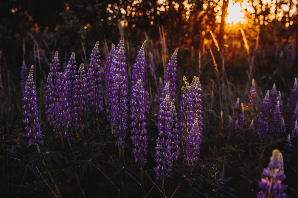 Lupine uit mengteelt op keukentafel