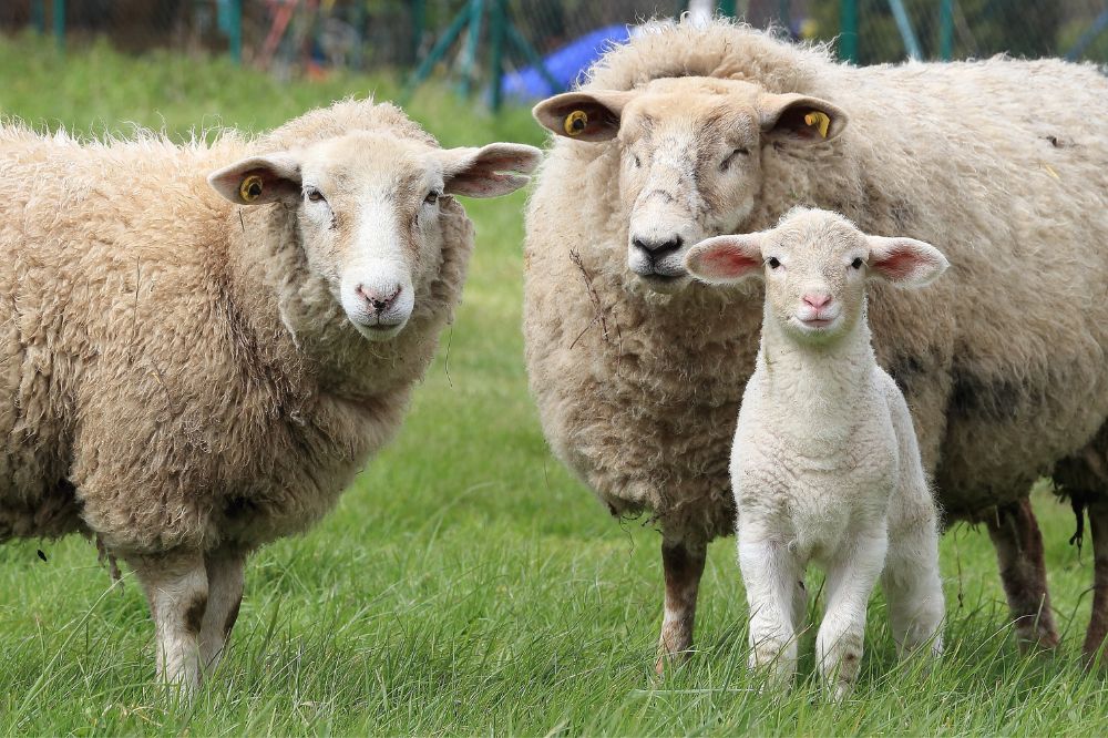 Vaccinatiestrategie blauwtong: voorrang voor schapen