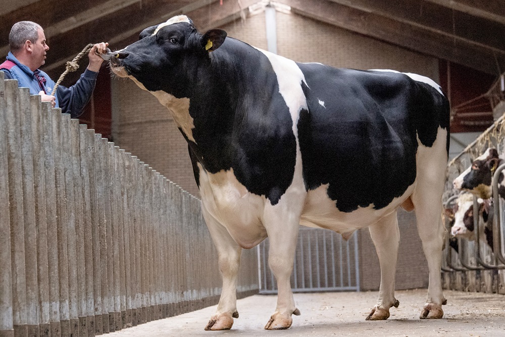 CRV-stieren bevestigen betrouwbaarheid en waarde van innovatie