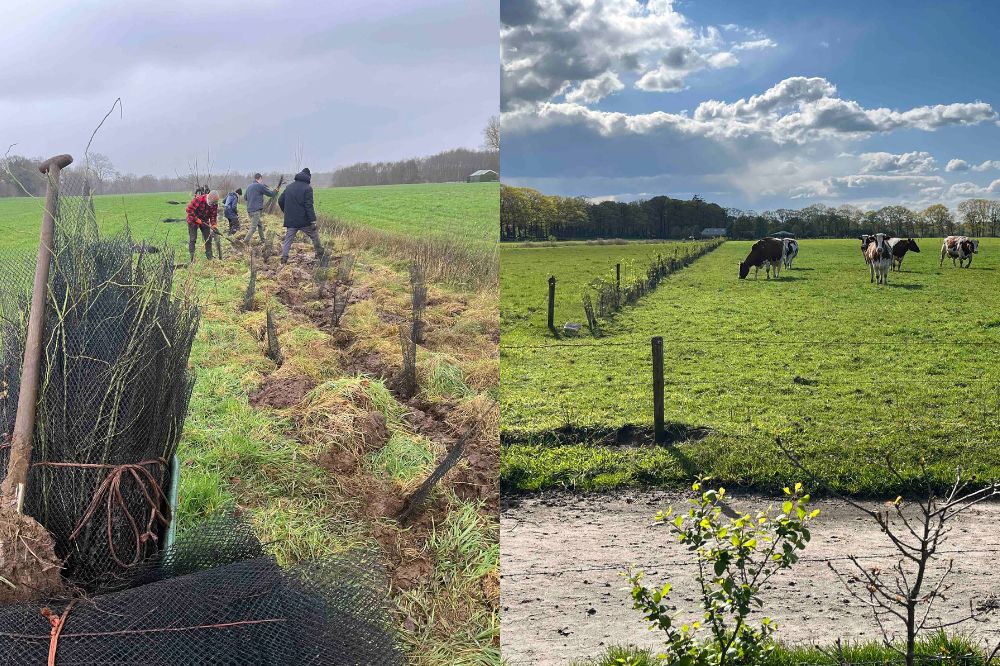 Melkveehouders planten 60.000 bomen voor gezonde koeien en klimaat