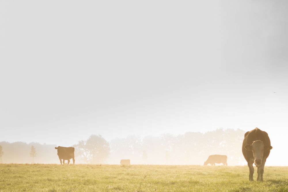 Samenwerking akkerbouwer en melkveehouder gunstig bij nieuw beleid