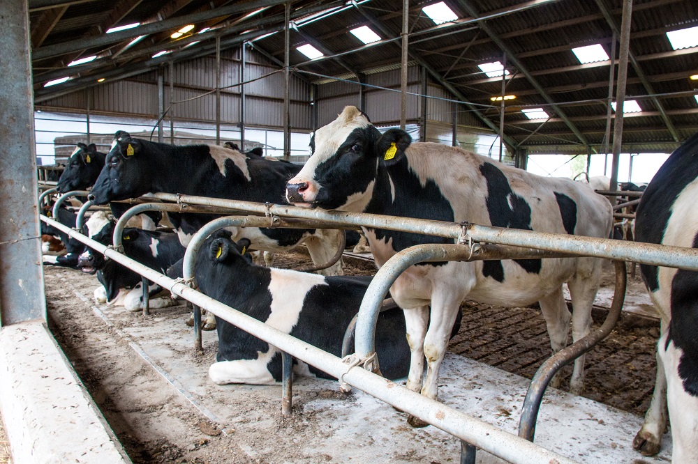 AMvB Dierwaardige veehouderij komt eraan: dit moet je nú al weten