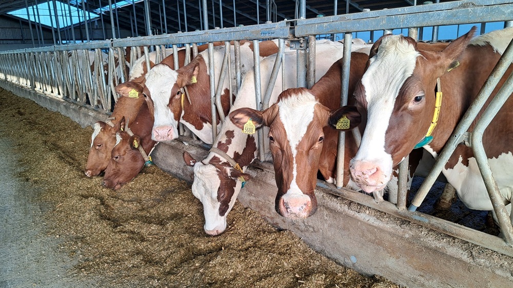 De roodbonte veestapel van Rijkers en de zwartbonte veestapel van Ketelaars zijn samengevoegd. Toch blijven zwartbont en roodbont vaak bij elkaar aan de kant van de stal waar ze in het begin het eerste voer aan het voerhek kregen.