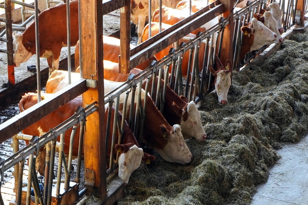 De belangrijkste benodigdheden voor melkveehouders 
