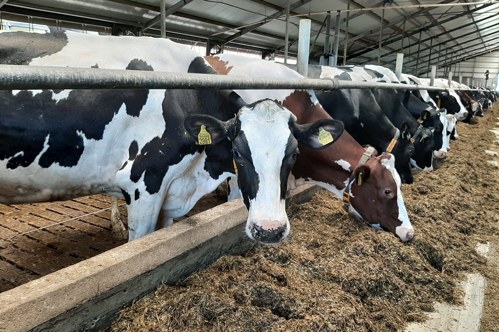 Langdurig laag eiwit voeren onderzocht: eerste resultaten veelbelovend