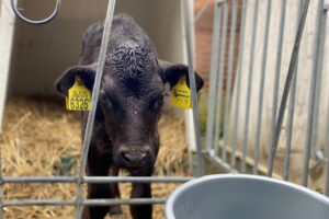 Ideaal voerprotocol kalveren leidt tot winst op melkvee- én kalverbedrijf 