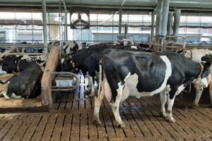 “Klauwgezondheid verbeteren is aan de juiste knoppen draaien”