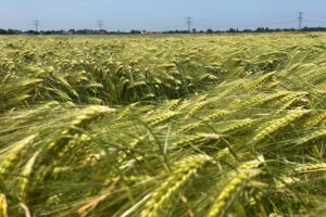 “Hybride wintergerst past perfect in het bouwplan”