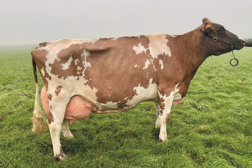 Excellente en roodbonte Ileni van de Proostdij maakt honderd ton melk vol