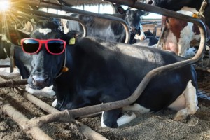3 tips om je stalhygiëne te verbeteren in de zomer maanden