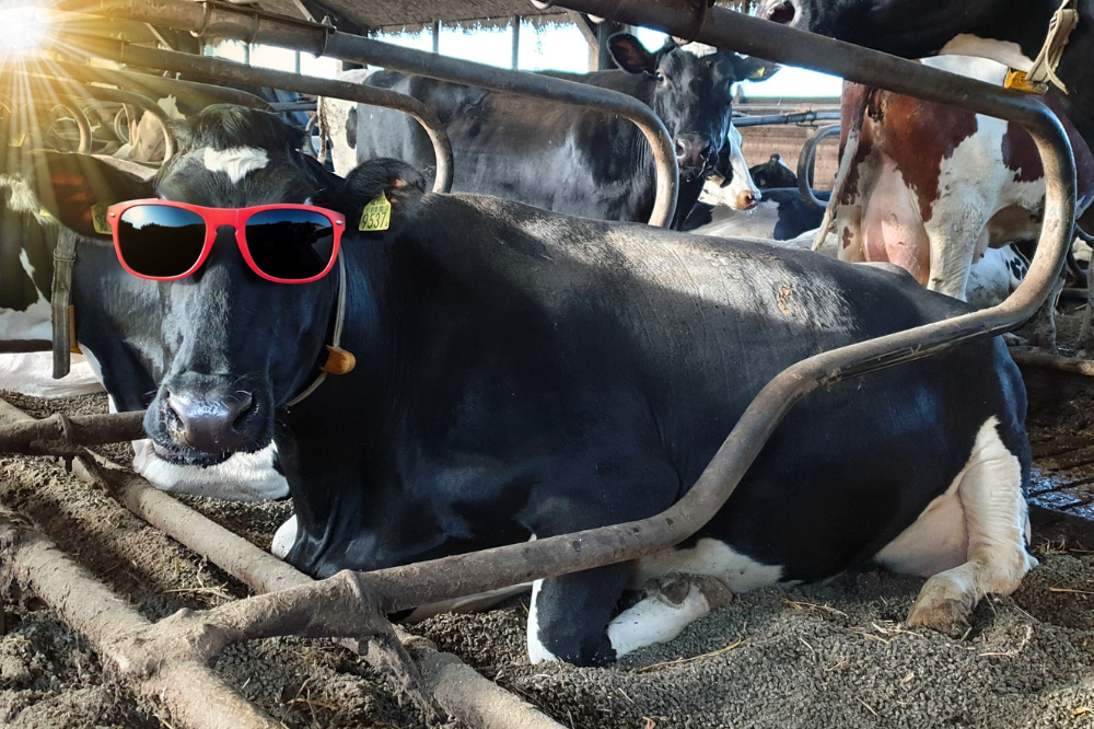 3 tips om je stalhygiëne te verbeteren in de zomer maanden