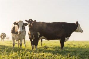 Wat is de status van Lumpy Skin Disease in Europa en Nederland?
