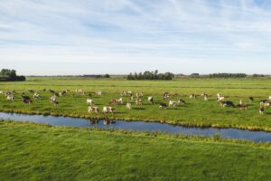 Hittestress bij melkvee: onzichtbare schade in de zomer