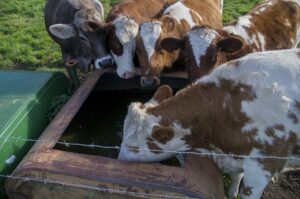 Longworm vastgesteld bij sectie van twee pinken