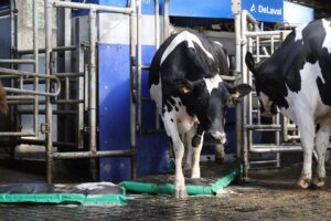 MS Schippers lanceert alternatief voor klauwbehandeling zonder desinfectiemiddel