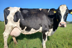 Rustige drielingmoeder Willy 62 passeert de 100.000 liter melk  